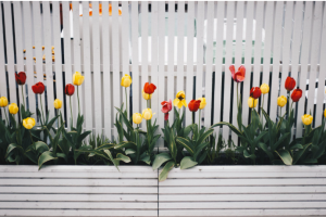 flowers in garden