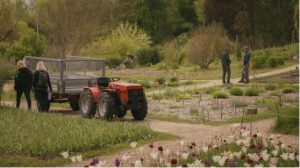 red tractor in garden