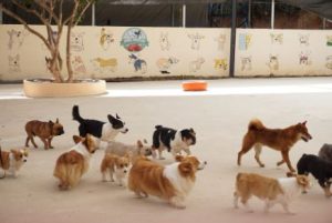 dogs playing 